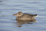 Image. Northern Shoveler