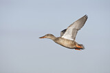Image. Northern Shoveler