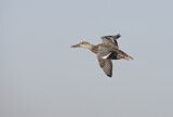 Image. Northern Shoveler