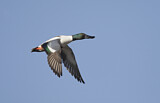 Image. Northern Shoveler