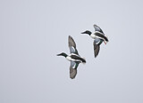 Image. Northern Shoveler