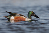 Image. Northern Shoveler