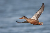 Image. Northern Shoveler