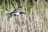 Image. Northern Shoveler