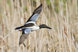 Image. Northern Shoveler