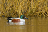 Image. Northern Shoveler