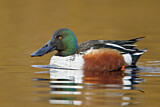 Image. Northern Shoveler