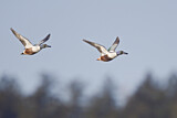 Image. Northern Shoveler