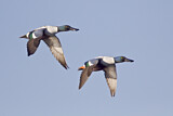 Image. Northern Shoveler