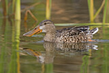 Image. Northern Shoveler
