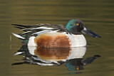 Image. Northern Shoveler
