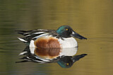 Image. Northern Shoveler