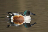 Image. Northern Shoveler