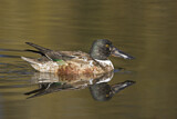 Image. Northern Shoveler