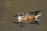 Image. Northern Shoveler