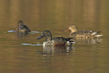 Image. Northern Shoveler