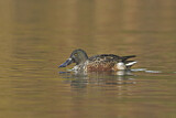 Image. Northern Shoveler
