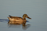 Image. Northern Shoveler