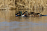Image. Northern Shoveler