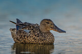 Image. Northern Shoveler