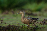Image. Northern Shoveler