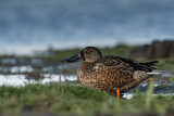 Image. Northern Shoveler