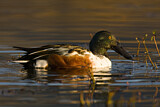 Image. Northern Shoveler