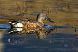 Image. Northern Shoveler