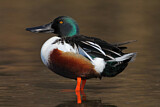 Image. Northern Shoveler