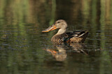 Image. Northern Shoveler