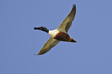 Image. Northern Shoveler