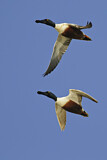Image. Northern Shoveler