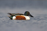 Image. Northern Shoveler