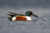 Image. Northern Shoveler