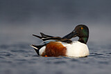 Image. Northern Shoveler