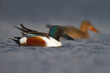 Image. Northern Shoveler