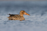 Image. Northern Shoveler