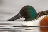 Image. Northern Shoveler