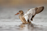Image. Northern Shoveler