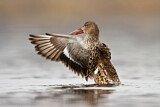 Image. Northern Shoveler