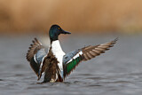 Image. Northern Shoveler