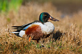 Image. Northern Shoveler