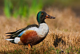 Image. Northern Shoveler