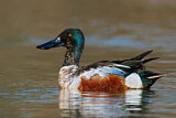 Image. Northern Shoveler