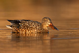 Image. Northern Shoveler
