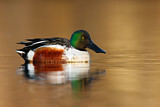 Image. Northern Shoveler