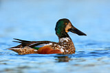 Image. Northern Shoveler