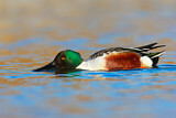 Image. Northern Shoveler