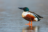 Image. Northern Shoveler