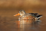 Image. Northern Shoveler